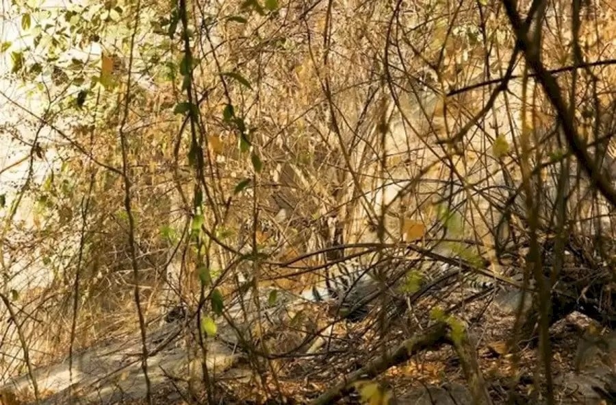 Uganka - kje je tiger?