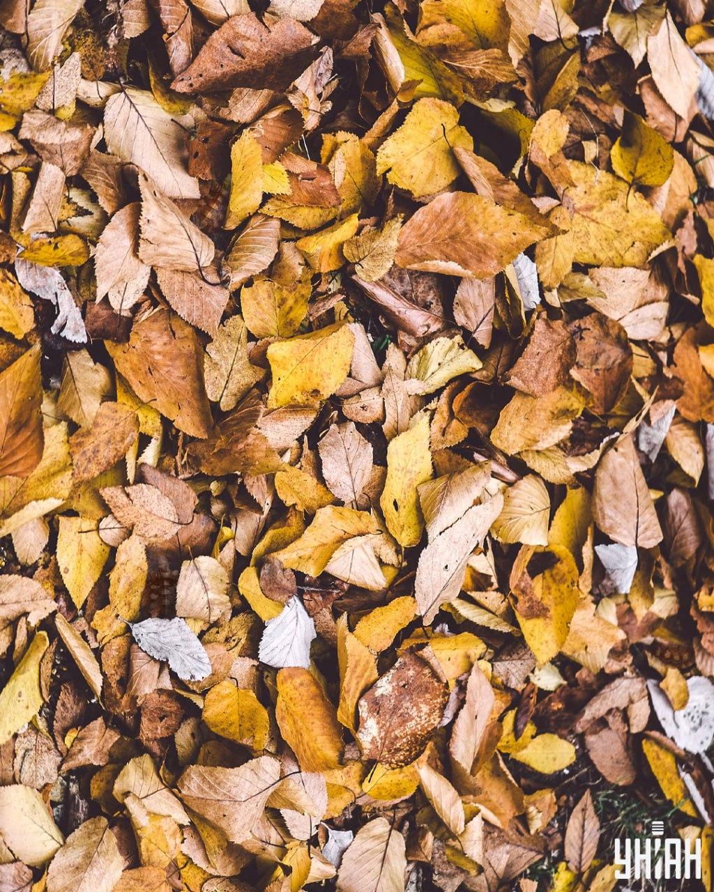 Med listi je treba poiskati želve / kolaž Moje Poišči želve med listjem / kolaž Moje