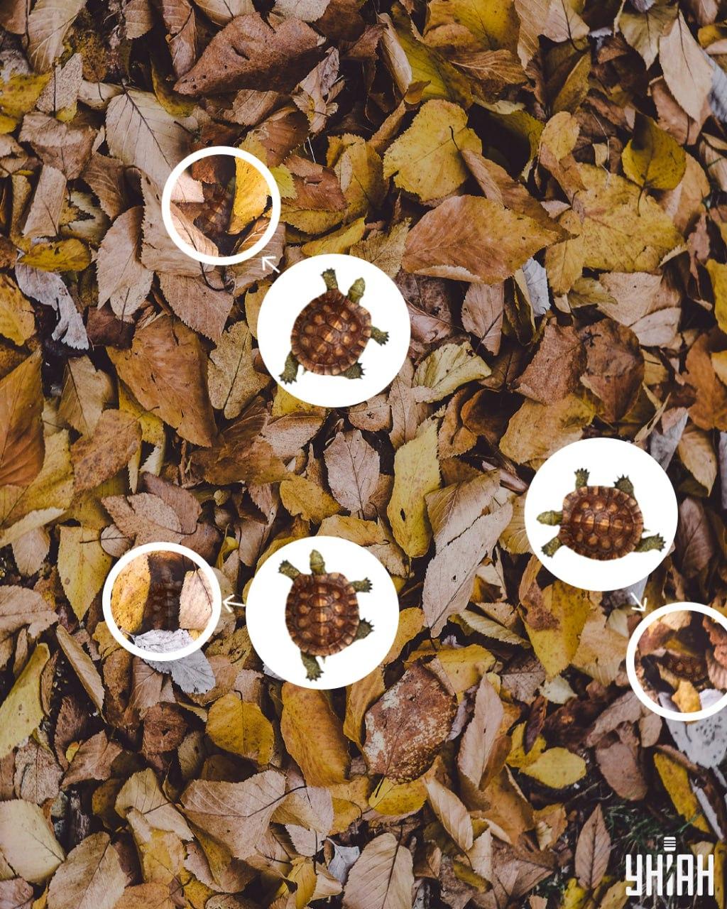 Školjke želv zlahka zamenjamo z rumenimi listi / kolaž Moje Želvje lupine zlahka zamenjamo za porumenele liste / kolaž Moje