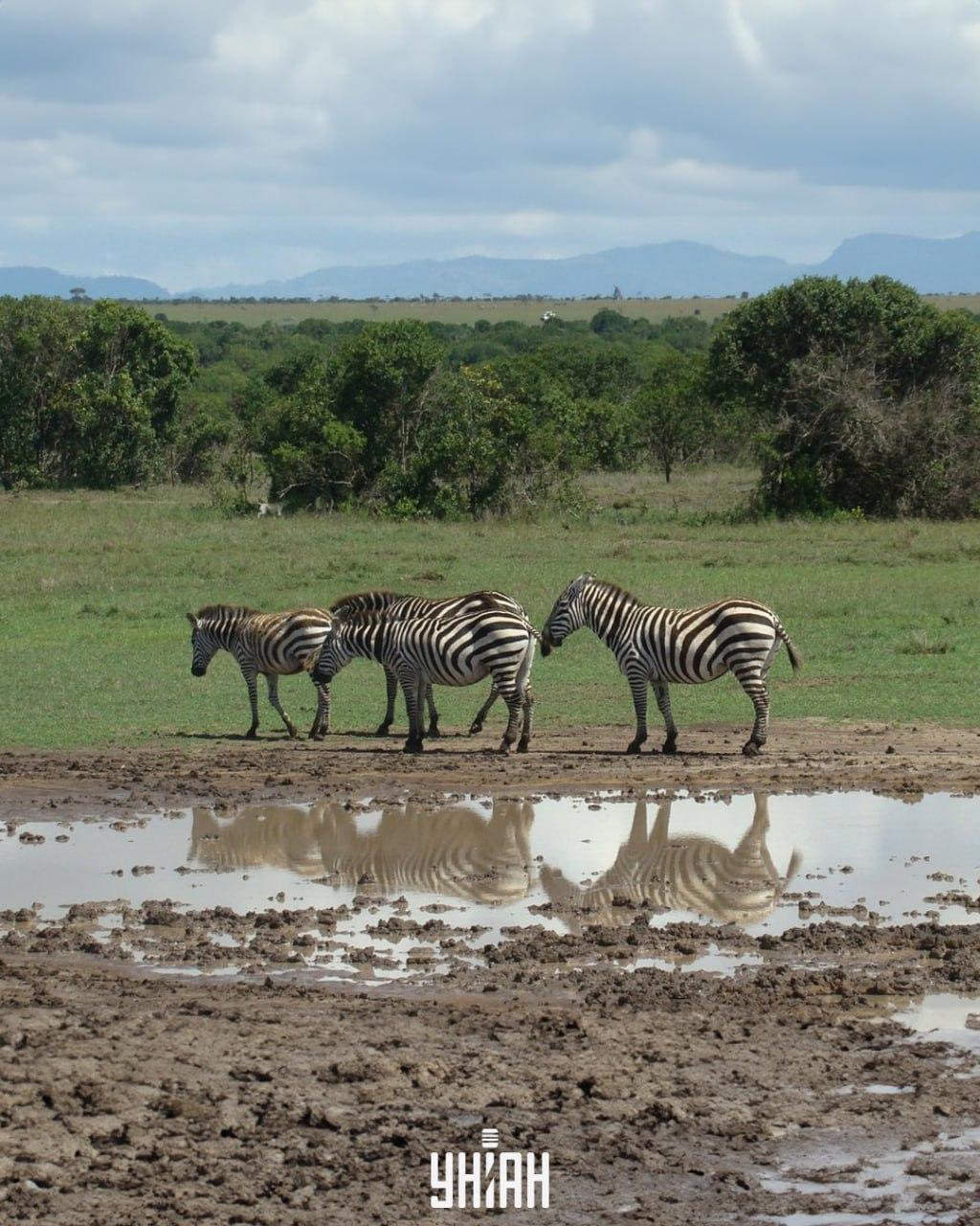 Psa je treba najti pravočasno / kolaž s fotografijo Moje