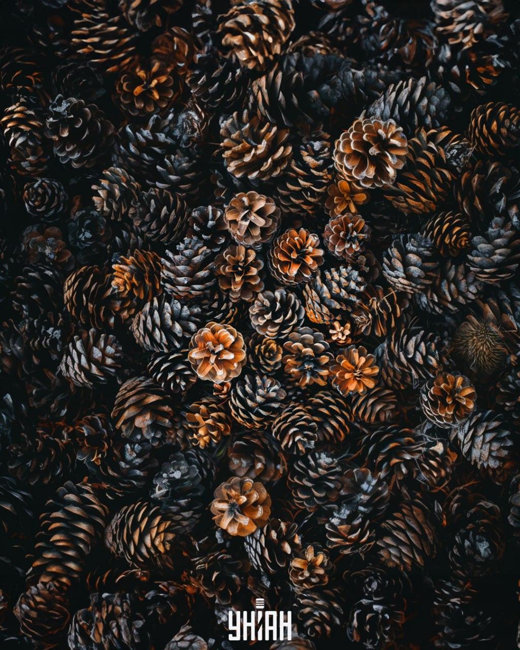 Med stožci je treba najti ježka / kolaž Moje Med stožci je treba najti ježka / Moje collage