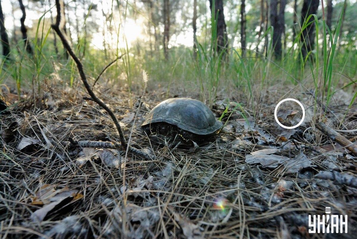 Gobe Goba se je skrivala pod listom