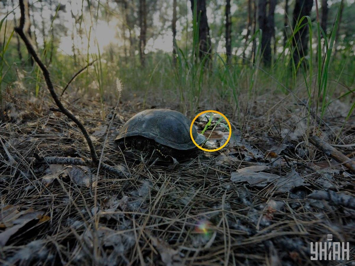 Fotografija Moje z označeno kačo