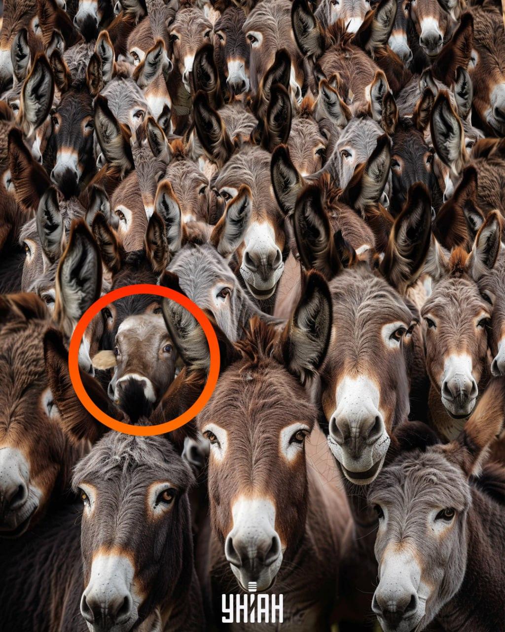 Rešitev iluzije: Bik je označen