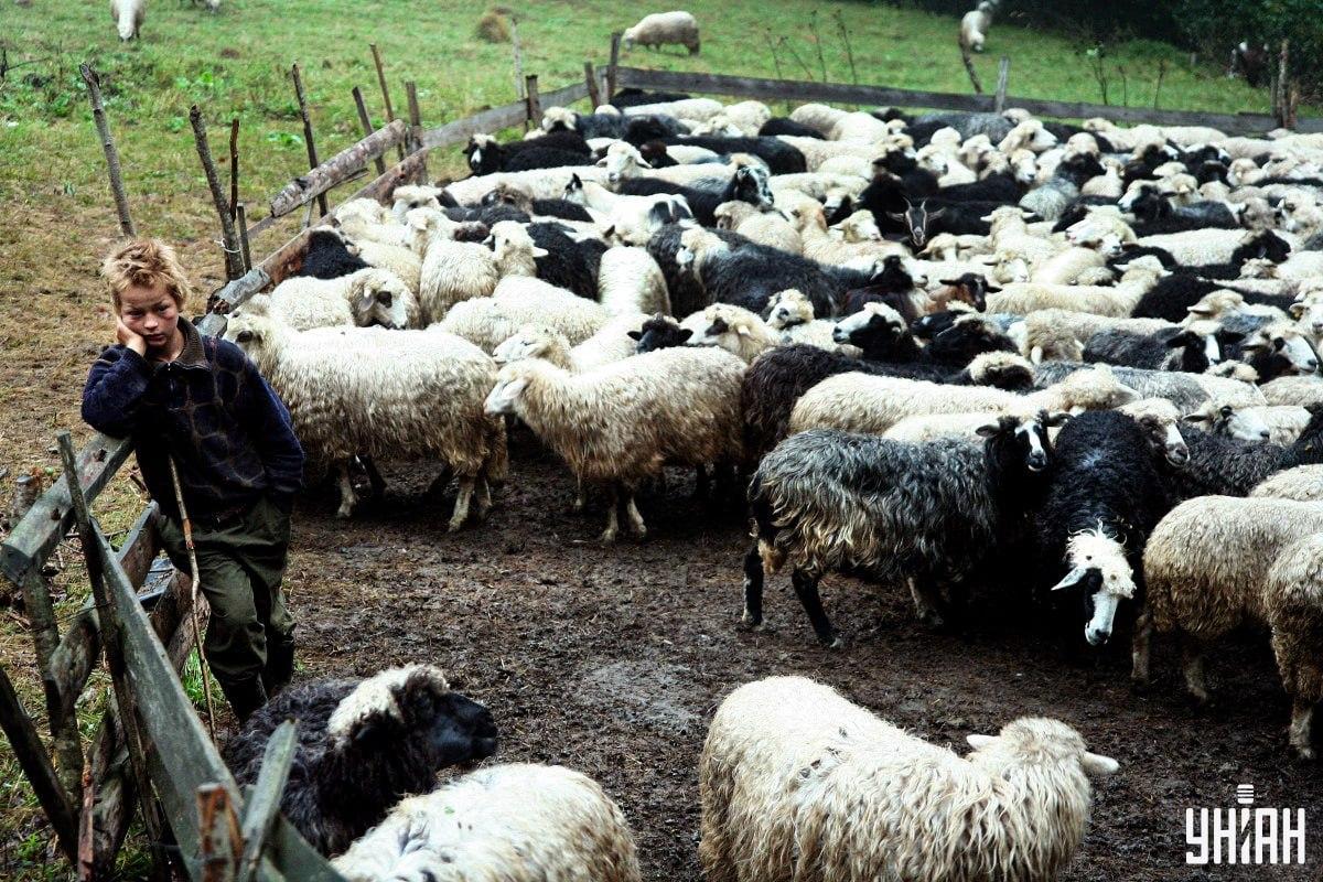 Fotografija črede ovac