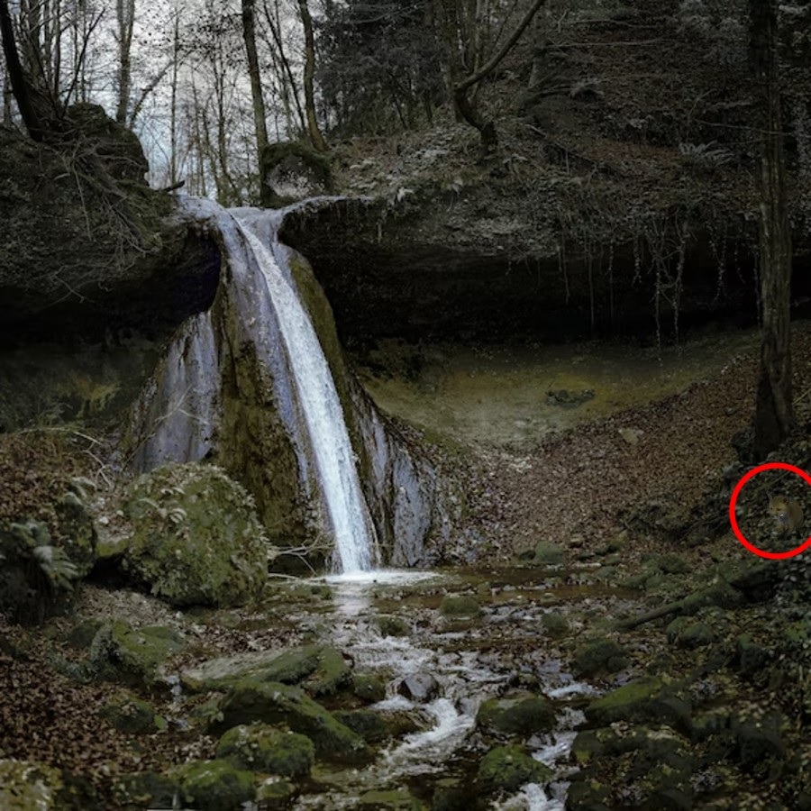 Optična iluzija z označeno lisico Optična iluzija z označeno lisico