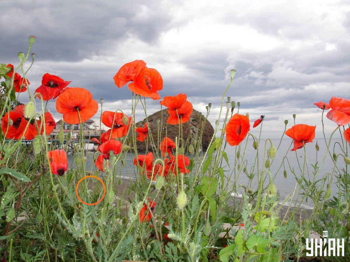 Fotografija obale s poudarjeno čajko