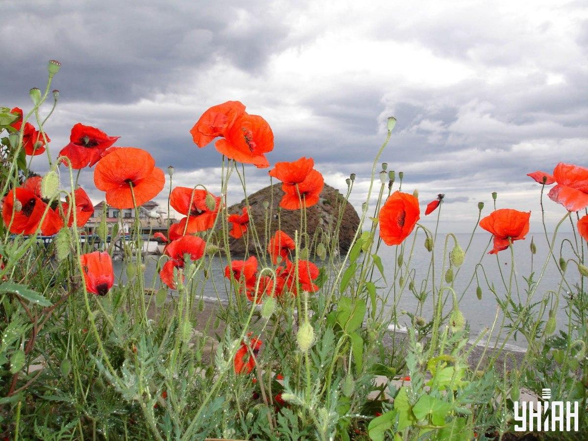 Fotografija obale s skrito čajko