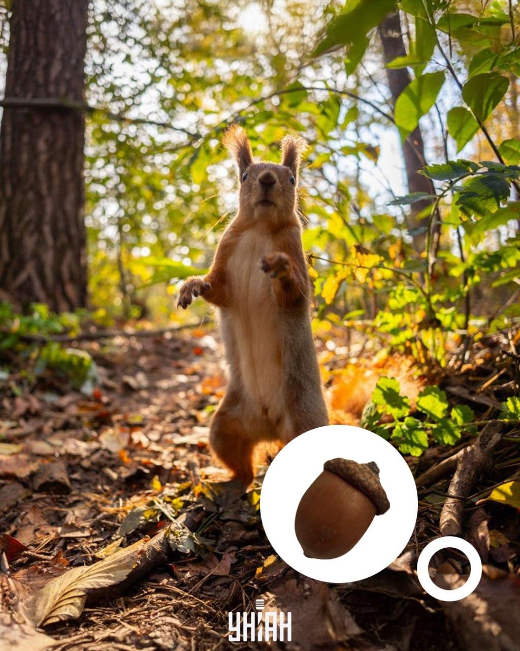 Želod je bil na dnu optične sestavljanke / kolaž s fotografijo Moje Želod je bil na dnu optične sestavljanke / kolaža s fotografijo Moje