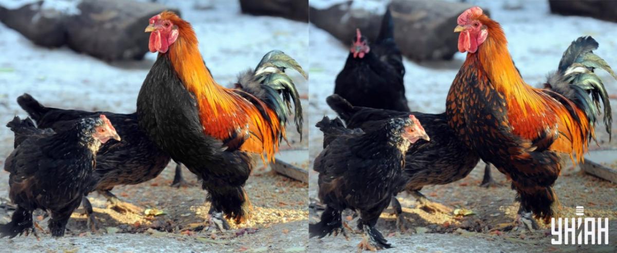 Poišči vse razlike v 15 sekundah / kolaž Moje Poišči vse razlike v 15 sekundah / Moje kolaž