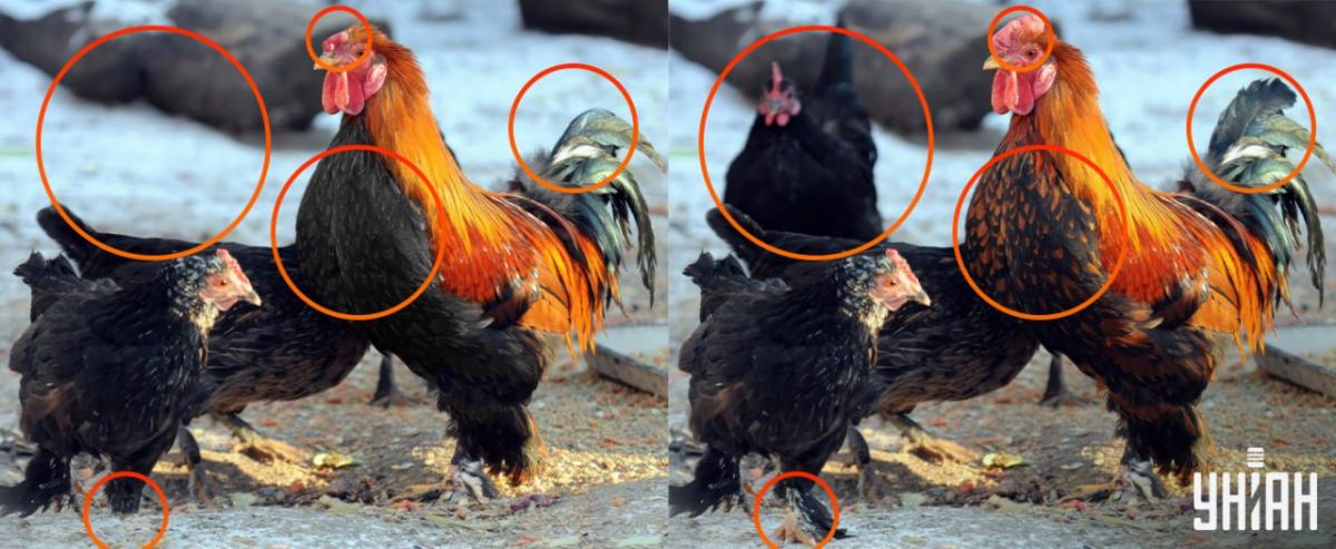 Treba je bilo biti pozoren na majhne podrobnosti / kolaž Moje Treba je bilo biti pozoren na majhne podrobnosti / kolaž Moje