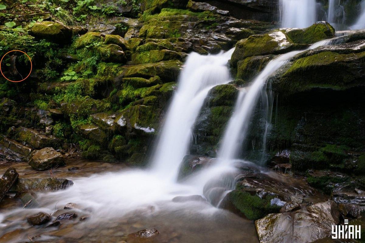 Odgovor na uganko z lisico - kje točno se je žival skrivala / kolaž Moje, fotografija Moje Odgovor na uganko z lisico - kje točno se skriva žival / Moje kolaž, Moje foto
