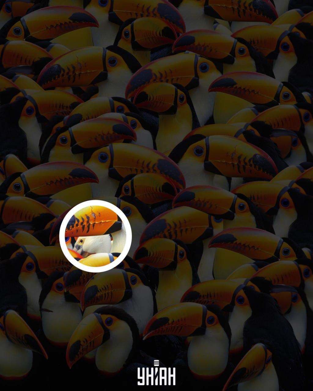 Pelikan je bil blizu središča slike / kolaž Moje Pelikan je bil blizu središča slike / kolaž Moje