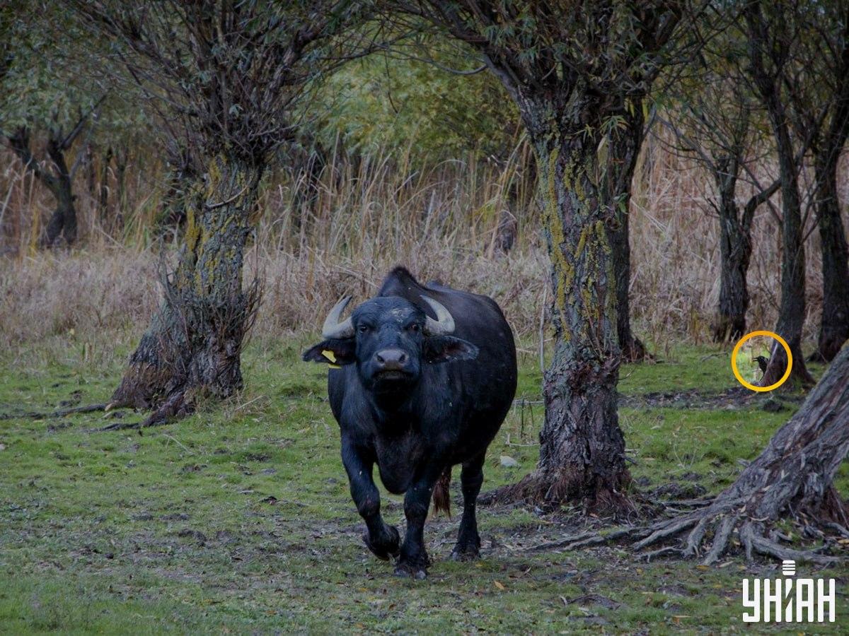 Ptica je bila na levi strani sestavljanke / Moje foto kolaž
