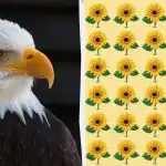 Če lahko v 9 sekundah najdeš nenavadno sončnico, imaš orlovski vid: zahtevna ugankarska igra Če lahko v 9 sekundah najdeš nenavadno sončnico, imaš orlovski