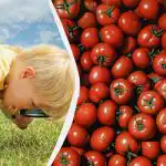 Hitri IQ test: le redki bodo našli granatno jabolko med