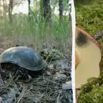 Hitri IQ test: v 5 sekundah moraš v gozdu najti