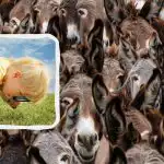 Hitri IQ test: v 8 sekundah poiščite bika med osli