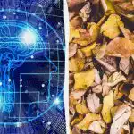 Hitri test IQ: v 9 sekundah poišči tri želve med listi Hitri test IQ: v 9 sekundah poišči tri želve med