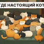 Iskanje prave mačke v 5 sekundah: zelo preprost IQ test