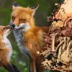 Le 15 sekund, da najdete lisico: skrivnost z zapletom le za nekaj ljudi Le 15 sekund, da najdete lisico: skrivnost z zapletom le