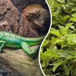 Le najostrejše oči bodo kuščarja našle v 3 sekundah: izjemna uganka pozornosti Le najostrejše oči bodo kuščarja našle v 3 sekundah: izjemna