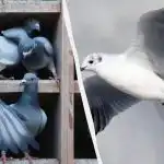 Le redki bodo v petih sekundah našli goloba med račkami, galebi in labodi: neverjetna ugankarska igra Le redki bodo v petih sekundah našli goloba med račkami,