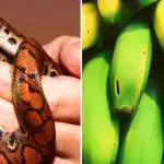 Le redki so tega sposobni: le ljudje z visokim IQ lahko med bananami najdejo kačo. Le redki so tega sposobni: le ljudje z visokim IQ