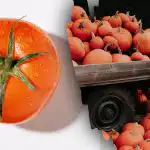 Med bučami v 8 sekundah poišči paradižnik: jesenska uganka za