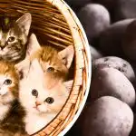 Na voljo imate le 11 sekund: krompir med mačkami bodo našli le najbolj pozorni. Na voljo imate le 11 sekund: krompir med mačkami bodo