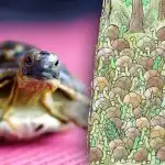 Optična iluzija ni za ljudi s slabim srcem: ali lahko