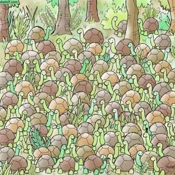 Ali vidite kačo med želvami? Ali med želvami vidite kačo?