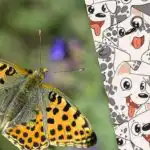 Pameten kot Sherlock ali ne: uganka za preverjanje vašega IQ