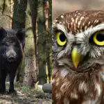 Premeteno sovo bodo v 9 sekundah našli le ljudje z visokim inteligenčnim količnikom: prefinjena optična iluzija Premeteno sovo bodo v 9 sekundah našli le ljudje z