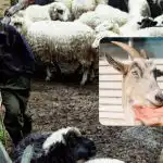 Preverite svoj IQ v 10 sekundah: zabavna optična iluzija za