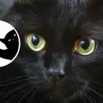 Romantični sanjač ali ostri realist: zanimiv test značaja na podlagi