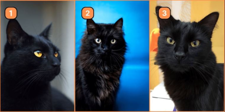 Izberite po vašem mnenju najboljšo mačko