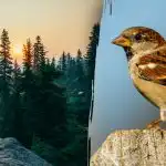 Samo ljudje s "sokoljim vidom" lahko v 7 sekundah najdejo vrabca: zahtevna uganka Samo ljudje s "sokoljim vidom" lahko v 7 sekundah najdejo