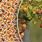 Samo strokovnjaki lahko v 10 sekundah opazijo želod v zapleteni sestavljanki Samo strokovnjaki lahko v 10 sekundah opazijo želod v zapleteni