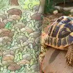 Tudi geniji ne najdejo odgovora na uganko: med želvami moraš najti kačo. Tudi geniji ne najdejo odgovora na uganko: med želvami moraš