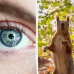 Uganka s "pastjo": vsi vidijo veverico, vi pa morate v 7 sekundah v gozdu najti želod. Uganka s "pastjo": vsi vidijo veverico, vi pa morate v