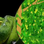 V petih sekundah poiščite kačo v džungli: nerealno težka ugankarska