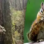 Veveričko lahko v 10 sekundah najdejo le ljudje z "jastrebjim