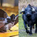 Vsi vidijo bizona, le redki pa v 6 sekundah najdejo