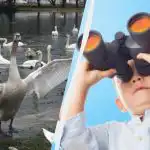 Vsi vidijo lebdeče labode, a le unicum najde raco v