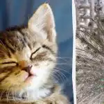 Vsi vidijo pava, le ljudje z visokim inteligenčnim količnikom pa bodo v 10 sekundah našli mačka: čudna iluzija Vsi vidijo pava, le ljudje z visokim inteligenčnim količnikom pa