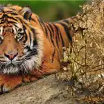 Zapletena uganka z neverjetnim odgovorom: v gozdu moraš najti tigra.