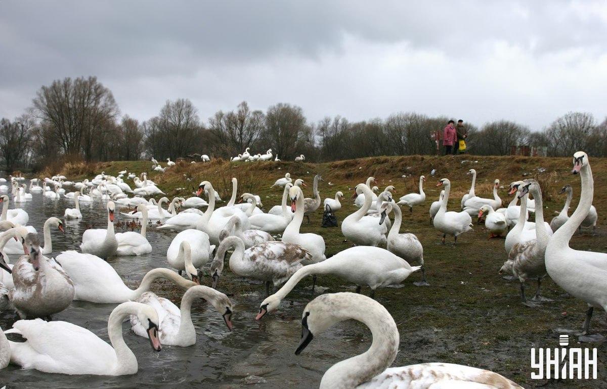 Poišči gos med labodi v času / kolaž s fotografijo Moje