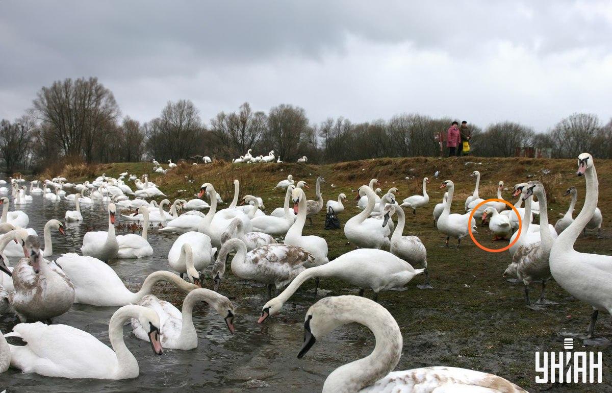 Gosi so nedaleč od središča slike / kolaž s fotografijo Moje