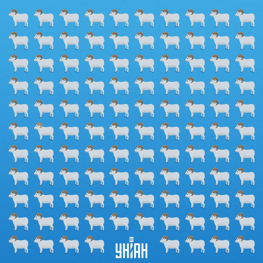 Za ogled zvite živali je na voljo 7 sekund / Moje Collage